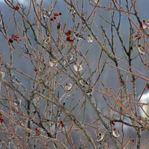 Redpolls in Sumac Blanket
