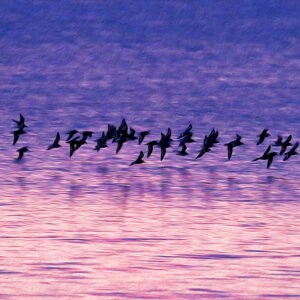 Sanderlings at Sunrise Notecards