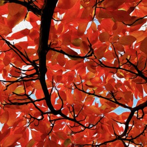 Sassafras Branch Notecards