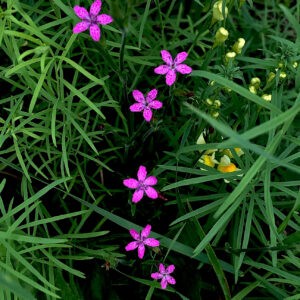 Pink Constellation Notecards