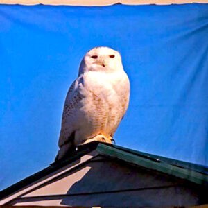 Snowy Owl Blanket
