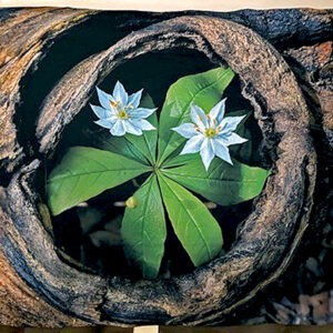 Starflowers in Log Blanket