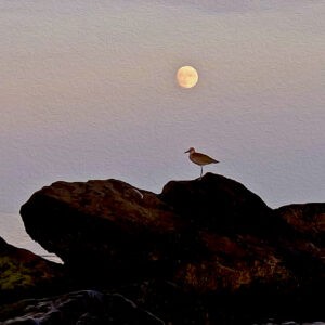 Willet Moonrise Notecards