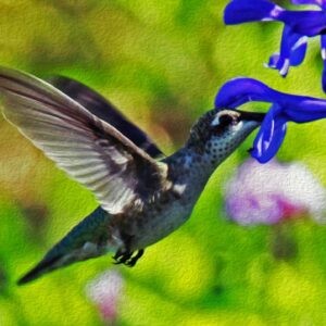 Hummingbird Feeds Notecards