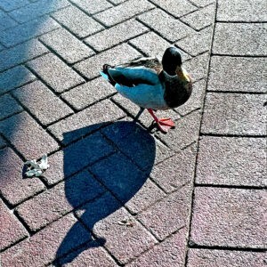 Duck and Shadow Notecards