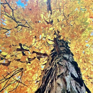 Golden Shagbark Notecards