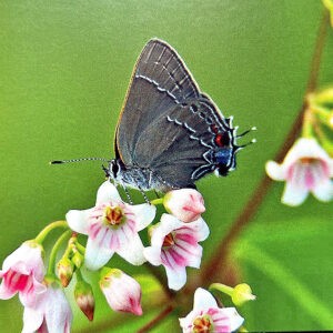 Hairstreak on Dogbane Notecards