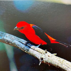 Scarlet Tanager Notecard
