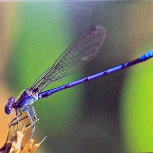 Violet Dancer Notecards