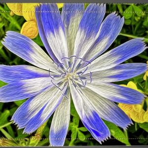 Two-toned Chicory Notecards
