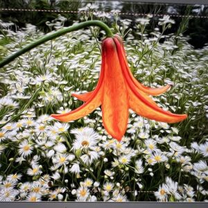 Canada Lily Over Daisy Fleabane Notecards
