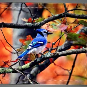 Blue Jay in Autumn Woods Notecards