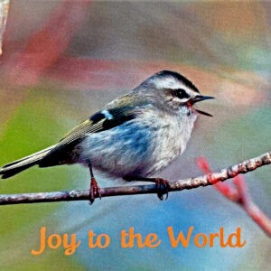 Golden-crowned Kinglet Joy to the World Holiday Notecards